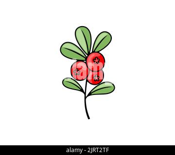 Cowberry, lingonberry, cranberry and foxberry, berries, vector design and illustration. Food and meal, nature, agriculture and farming, icon and logo Stock Vector