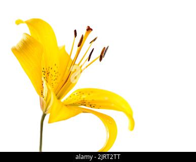 Yellow Lily flower close-up on white background. Stock Photo