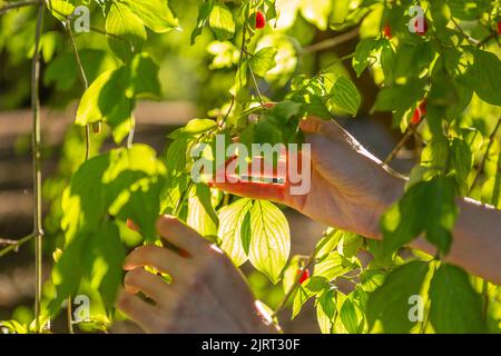 Picking up red dogwood berries from the green bush Stock Photo