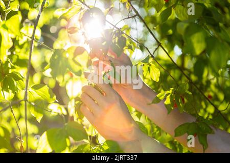 Picking up red dogwood berries from the green bush Stock Photo