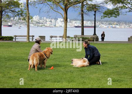 Two young females playing with dogs in downtown Vancouver, British Columbia, Canada Stock Photo