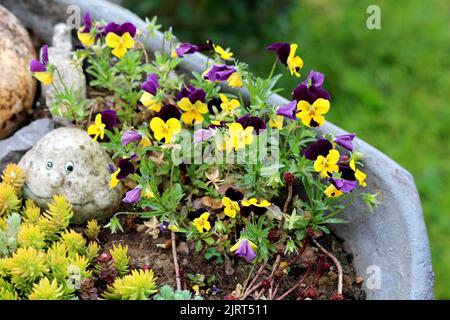 Decorative rock with funny face and carved dry squash next to Sedum or Stonecrop hardy succulent ground cover perennial plants and bunch of Wild pansy Stock Photo