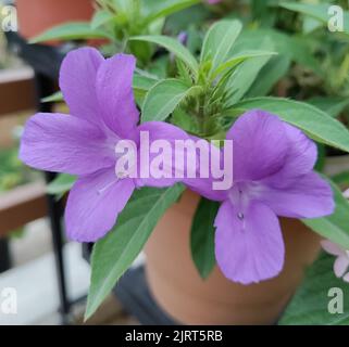 A closeup of a beautiful purple Barleria cristata flower in pot in home garden Stock Photo