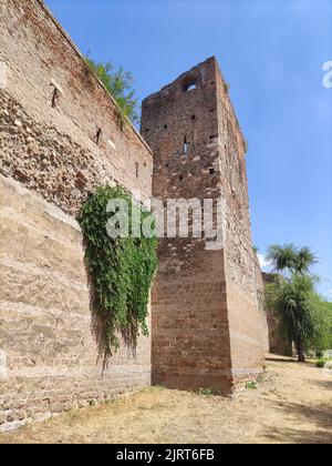 Wall of capers Stock Photo