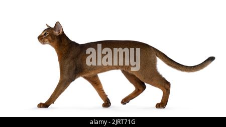 Purebred young Abysinnian cat kitten, walking side ways showing profile and full lenght. isolated on a white background. Stock Photo