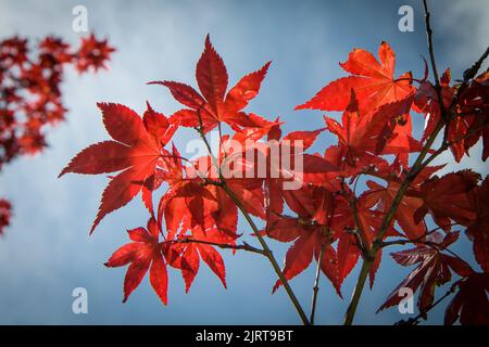 Red maple leaves detail on blue sky background, Lago di Garda, Italy, Europe. Background HD. Wallpaper 4k. Stock Photo