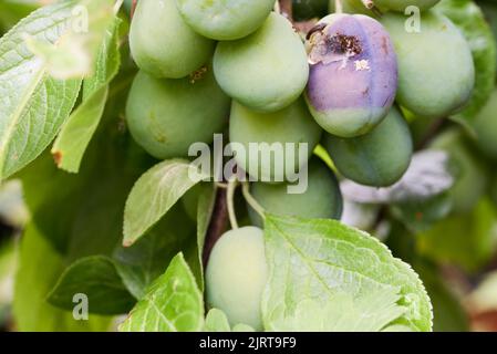 Victoria plum fruit with Brown rot fungal disease (Monilinia fructicola) Stock Photo