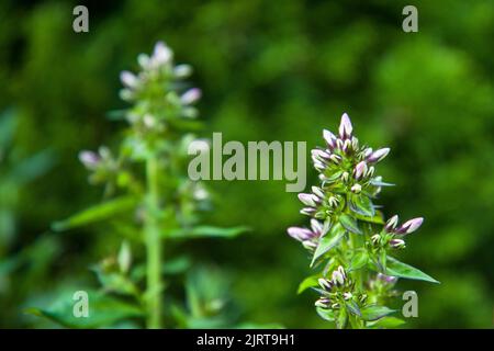 Purple white plant on meadow, blurred background, Czech Republic Stock Photo