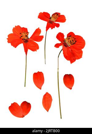 Dried pressed kosmeya, Cosmos delicate flowers and petals isolated on white Stock Photo
