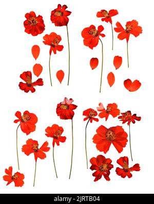Dried pressed kosmeya, Cosmos delicate flowers and petals isolated on white Stock Photo