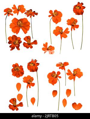 Dried pressed kosmeya, Cosmos delicate flowers and petals isolated on white Stock Photo