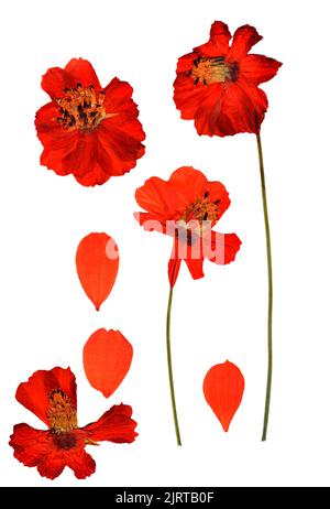 Dried pressed kosmeya, Cosmos delicate flowers and petals isolated on white Stock Photo