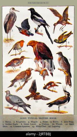 ORNITHOLOGY . An early British coloured education identity chart showing common British birds Stock Photo