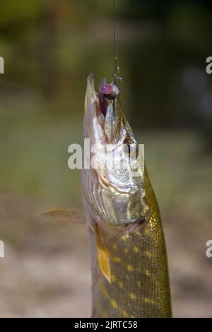 Fishing tackle for ice fishing for pike on live bait in winter Stock Photo  - Alamy