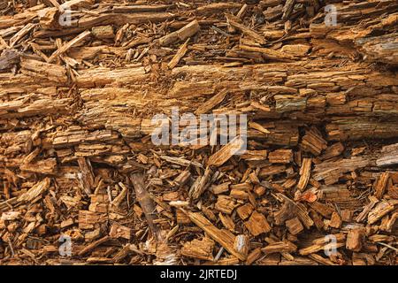 Rotting wood, texture of the old spoiled wood Stock Photo