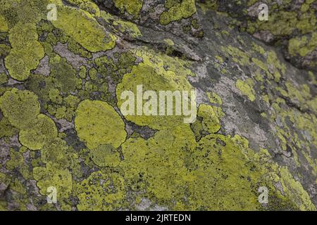 Green lichens growing on a rock in the mountains Stock Photo