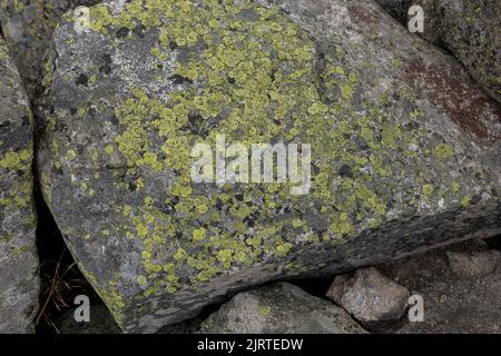 Green lichens growing on a rock Stock Photo