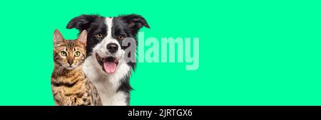 Brown bengal cat and a border collie dog with happy expression together on green background, banner framed looking at the camera Stock Photo