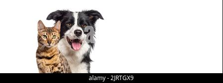 Brown bengal cat and a border collie dog with happy expression together isolated on white, banner framed looking at the camera Stock Photo