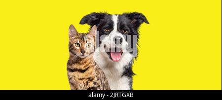 Brown bengal cat and a border collie dog with happy expression together on yellow background, banner framed looking at the camera Stock Photo