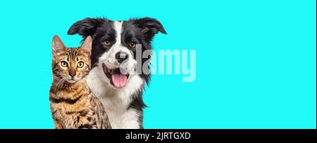 Brown bengal cat and a border collie dog with happy expression together on blue background, banner framed looking at the camera Stock Photo