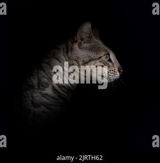 profile head shot of a silver bengal cat on a black background Stock Photo