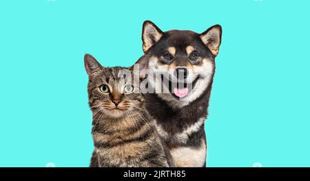 Grey striped tabby cat and Shiba inu dog panting with happy expression together on blue background looking at the camera Stock Photo