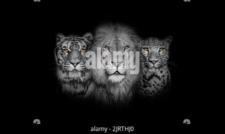 Black and white portrait of a Lion, a tiger and a leopard, together on black background, yellow eyed Stock Photo