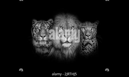 Black and white portrait of a Lion, a tiger and a leopard, together on a black background Stock Photo