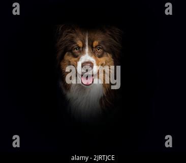 Head shot of a Red tri-color Australian Shepherd panting on black background Stock Photo