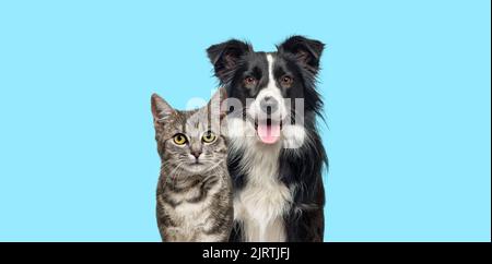 Grey striped tabby cat and a border collie dog with happy expression together on blue background, banner framed, looking at the camera Stock Photo