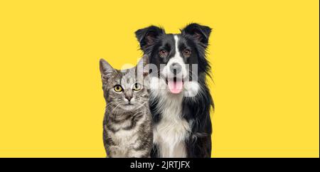 Grey striped tabby cat and a border collie dog with happy expression together on yellow background, banner framed looking at the camera Stock Photo