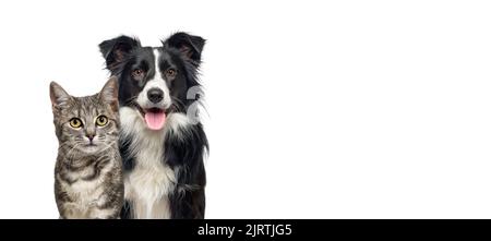 Grey striped tabby cat and a border collie dog with happy expression together isolated on white, banner framed looking at the camera Stock Photo