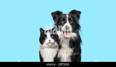 Black and white mixed-breed Cat and an Happy Border Collie dog panting on blue background Stock Photo