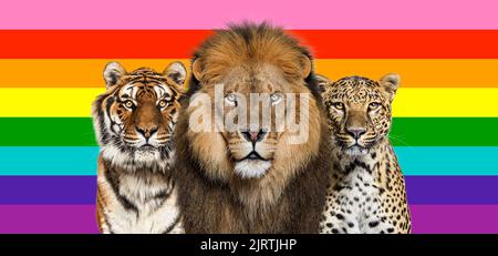Lion, tiger and spotted leopard, together in front of the RAINBOW flag Stock Photo