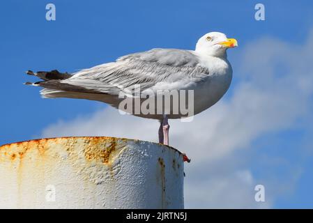 Texel, Netherlands. August 2022. Resting seagull on a rusty mooring post. High quality photo Stock Photo
