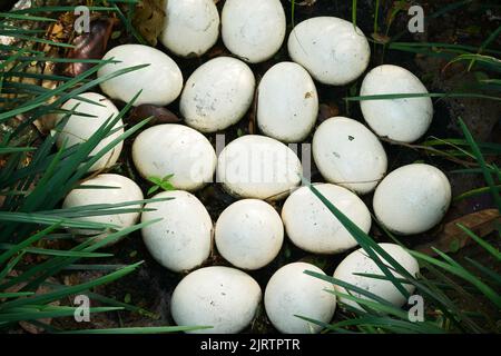 Ostrich egg on green grass top view  Stock Photo