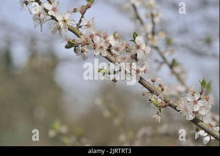 Plum-tree (Prunus domestica) flowering at spring  Belgium Stock Photo