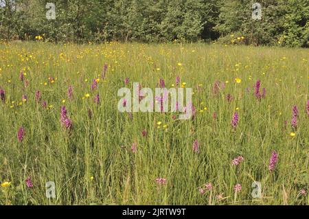 Heath-spotted orchid - Hardy orchid - Moorland spotted orchid (Dactylorhiza maculata - Orchis maculata) flowering at spring in a meadow Belgium Stock Photo