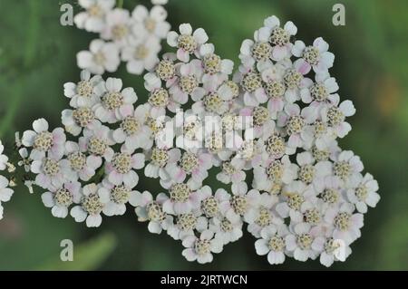 Common yarrow - Milfoil (Achillea millefolium) flowering in a meadow in summer Belgium Stock Photo