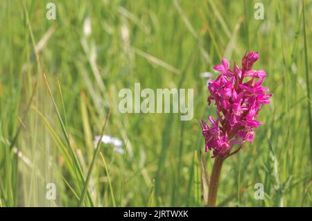 Heath-spotted orchid - Hardy orchid - Moorland spotted orchid (Dactylorhiza maculata - Orchis maculata) flowering at spring Belgium Stock Photo
