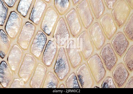 Artificial Reptil Snake Skin Seamless Pattern Texture Stock Photo