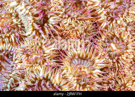 A cluster of colorful aggregate anemones shot off the coast of California.  They use their sticky tentacles to catch small critters to eat. Stock Photo