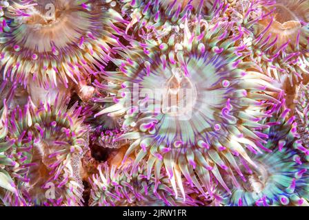 A cluster of colorful aggregate anemones shot off the coast of California.  They use their sticky tentacles to catch small critters to eat. Stock Photo