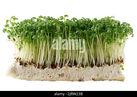 Microgreens sprouts isolated on white background. Vegan micro greens shoot. Growing healthy eating concept, eco soil substrate, micro greens, minimal Stock Photo