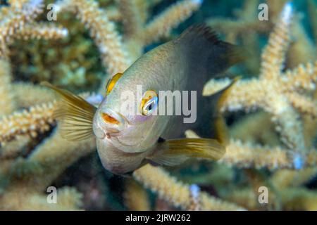 A damselfish darts in and out of a hard coral patch for protection on a reef in Fiji. Stock Photo