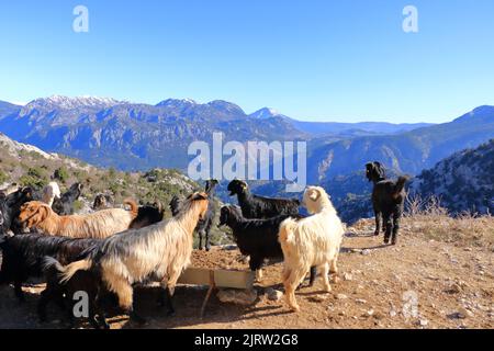 Goats in front of the taurus mountains in turkey near the city antalya Stock Photo
