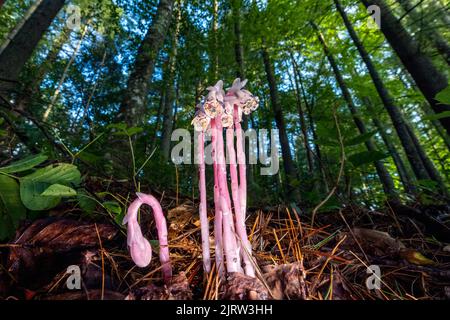 Indian Pipe or Ghost Plant (Monotropa uniflora) with pink color variation - near Pisgah National Forest, Brevard, North Carolina, United States Stock Photo