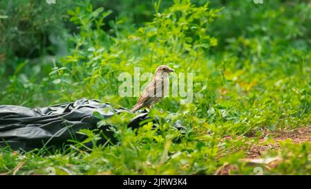 sparrows in wild life Stock Photo