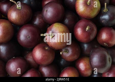 pile of governor's plum fruits, flacourtia indica, also known as ramontchi, madagascar plum or indian plum, reddish black fleshy fruits, full frame Stock Photo
